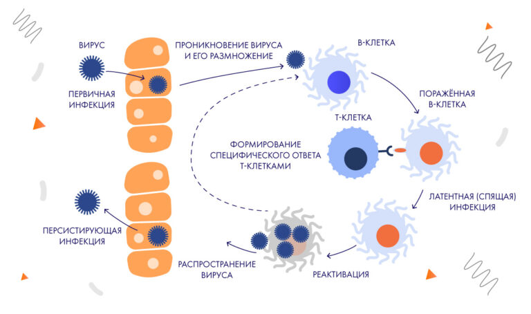 Вирус эпштейн барра положительный что это. Вирус герпеса 4 типа патогенез. Эпштейна-Барра вирусная инфекция что это. Вирус Эпштейна-Барр патогенез заболевания. Вирус 4 типа герпеса Эпштейн Барра.